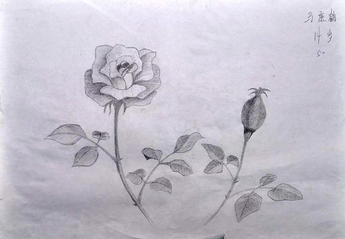 月季