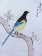 喜鹊  